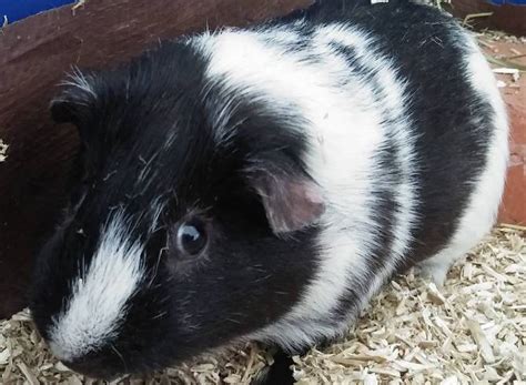 12 Guinea Pig Breeds With Pictures Pet Comments