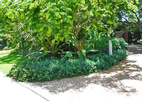 Our Gallery Of Marco Island Work Fortune S Lawn Land Tree Service