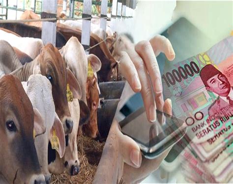 Jelang Puasa Dan Lebaran Kementan Jamin Stok Dan Harga Daging Sapi