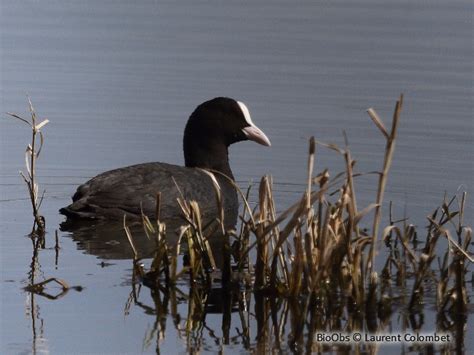 Foulque Macroule Fulica Atra Bioobs