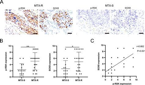 Activation Of RSK2 Upregulates SOX8 To Promote Methotrexate Resistance