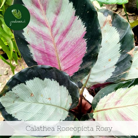 Calathea Roseopicta Rosy – Jardinier Indonesia