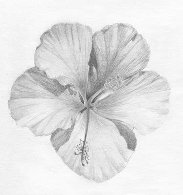 Hibiscus Flower Pencil Drawing At Paintingvalley Explore