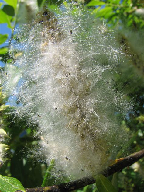 Willow Seeds on the Catkin – The West Juneau Weekly Picture