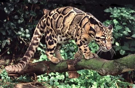 Formosan Clouded Leopard Extinct