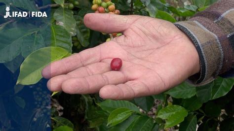 Honduras Las Cajas De Ahorro Rurales Se Digitalizan Youtube