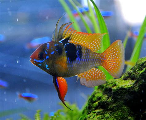 Ram Fish Microgeophagus Ramirezi Photograph By Nathan Abbott Fine Art