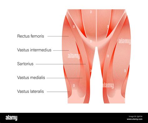 Quadriceps Femoris