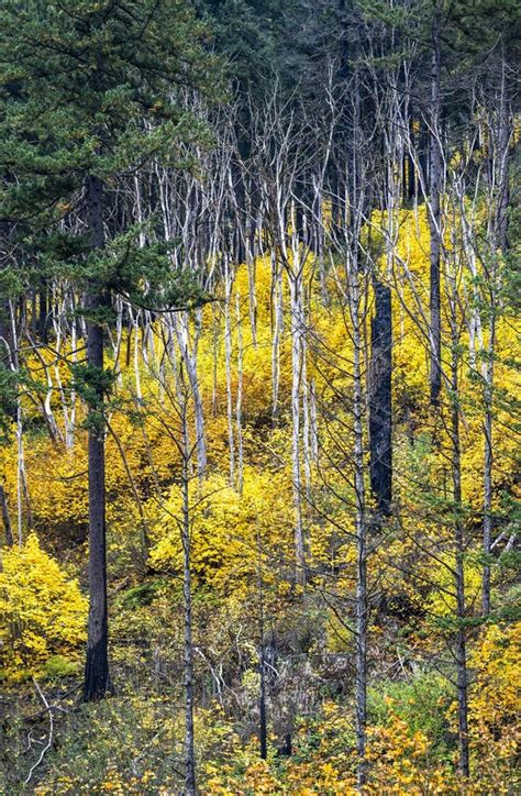 dry trees  yellow autumn bushes  green spruces