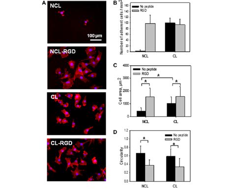 Adhesion And Spreading Of C2c12 Myoblasts At Early Times Initial C2c12