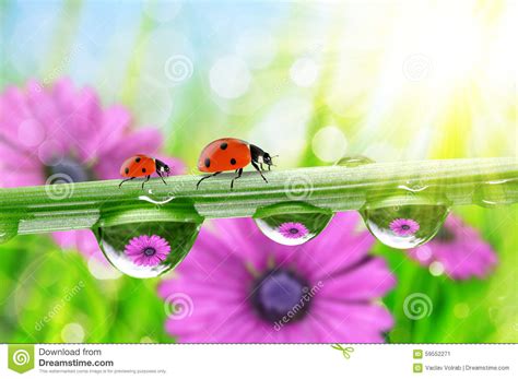 Dew Drops And Ladybirds Stock Image Image Of Condensation 59552271