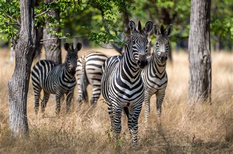 Liwonde National Park - Safari Africa