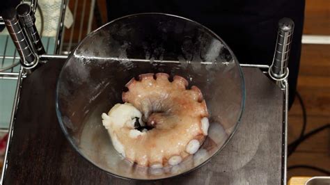 How To Boil A Fresh Giant Pacific Octopus Arm Boiled Octopus Sashimi