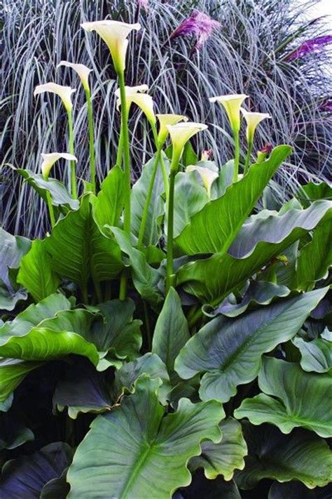 Giant White Calla Lily Bulbs Aethiopica Hercules Feet Tall