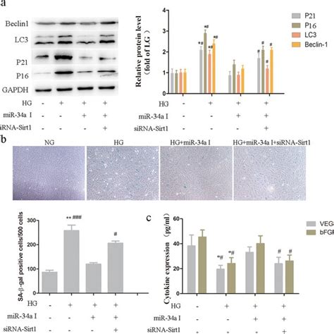 Mir A Induces Cellular Dysfunction Under Hyperglycaemia Of Mscs By