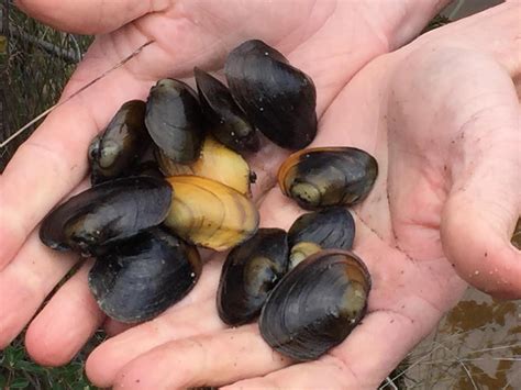 New Freshwater Mussels Discovered In Southwestern Australia Mirage News