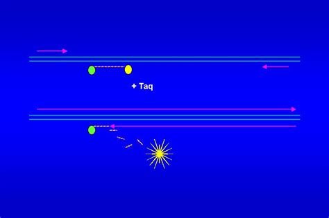 Exonuclease Activity Of Taq Dna Polymerase Protocol - revizionherbal