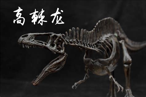 1/20 Acrocanthosaurus Skull Skeleton Model – Lana Time Shop