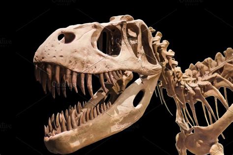 Tyrannosaurus Rex Skeleton: Uncovering the Past