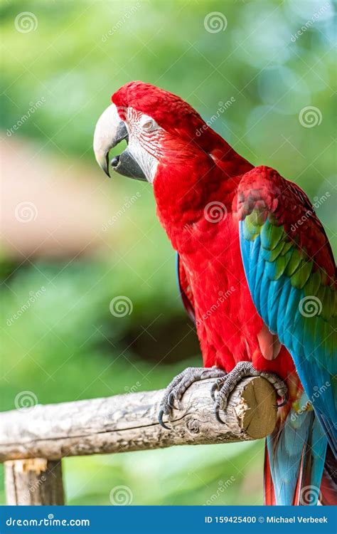 Parrot On A Stick With Its Beak Wide Open Stock Image Cartoondealer