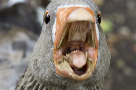 Canadian Geese Teeth