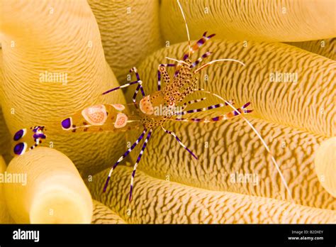 A Spotted Cleaner Shrimp Periclimenes Yucatanicus On It S Host