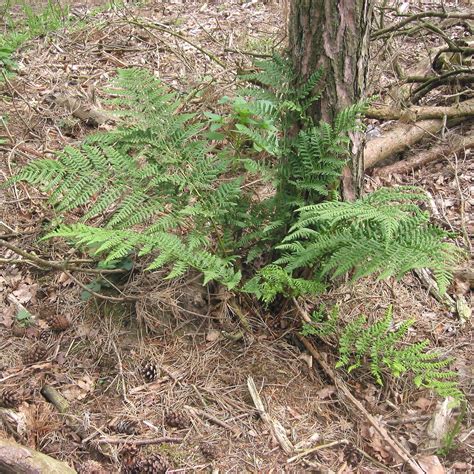 Dryopteris Affinis Fausse Foug Re M Le Grandes Frondes Persistantes