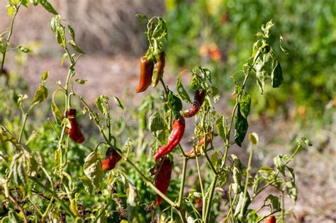 Farm Field With Ripe Red Hot Chili Peppers Ready To Harvest Agriculture On Cyprus Stock Image