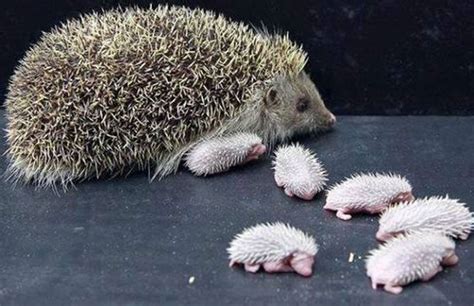 Squee Sunday: baby hedgehogs – Sheila Crosby