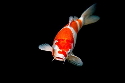 Red And White Koi Fish Types Of Koi Containing Red White