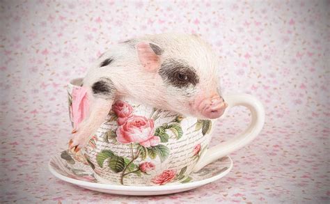 Never Buy A Teacup Pig Modern Farmer