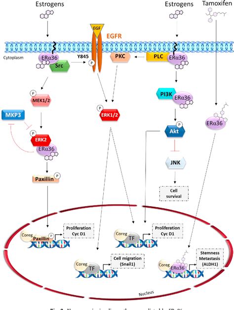 Figure 2 From Non Genomic Signaling Of Steroid Receptors In Cancer Semantic Scholar