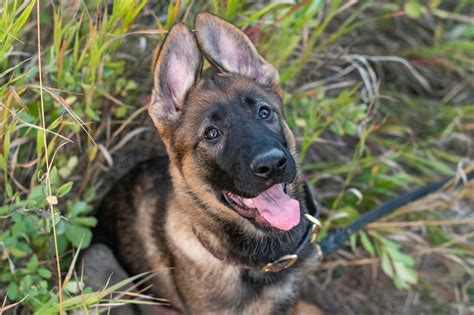 Puppy Training Schedule By Age: A Guide to Raising a Well-Behaved Dog