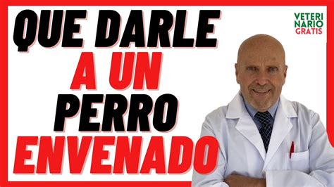 Que Darle A Un PERRO ENVENENADO Para Salvarlo Mejor Remedio Casero