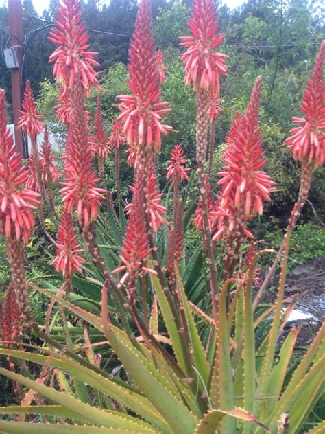 Aloe Sp From South Africa This Unidentified Plant Is Quite Like The