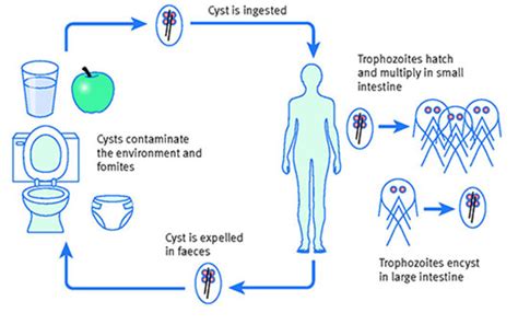 Human Giardiasis Giardia In Human Stool Pictures Decoration Examples