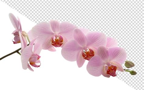 Flor de orquídea png Archivo PSD Premium