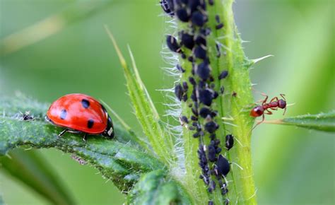 ¿cómo Identificar Si Tienes Una Plaga