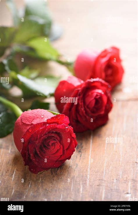 Roses Of Special Occasion Hi Res Stock Photography And Images Alamy