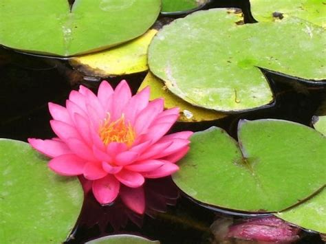 Plantas De La Buena Suerte Seg N El Feng Shui Las Mejores