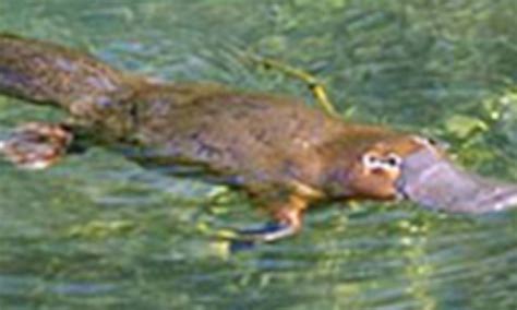 Australian Platypus - Shalom Adventure Magazine