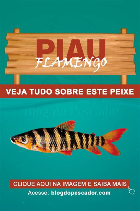 Piau Flamengo Saiba Tudo Sobre Este Peixe