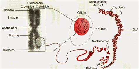 Estructura De Los Cromosomas Replicaci N Del Adn Y Genomas Apuntes