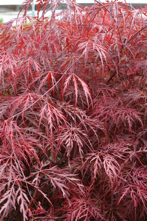 Inaba shidare Japanese Maple - Acer palmatum 'Inaba shidare' - Wholesale