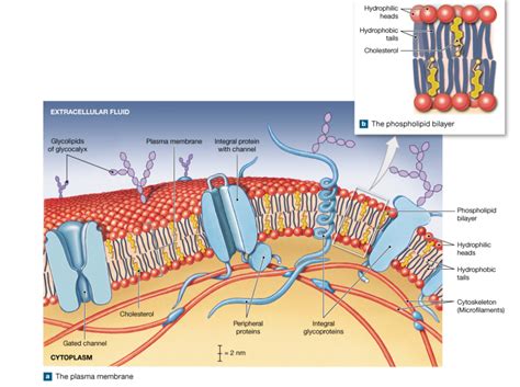 Cell (plasma) Membrane Diagram | Quizlet