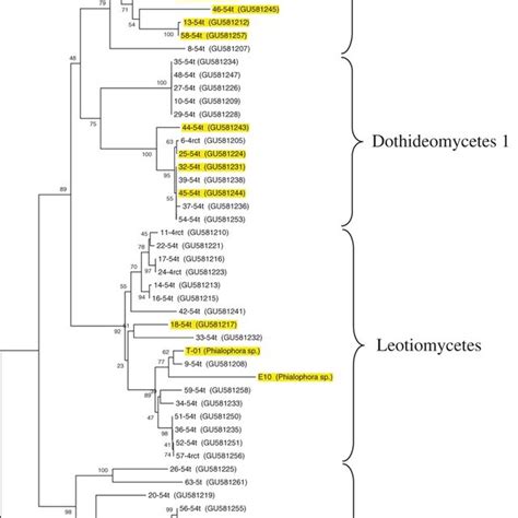 Phylogenetic Tree Showing The Relationship Among Endophytic Fungi And