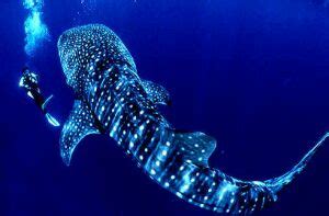 Breeding whale sharks in captivity - Eco Friend