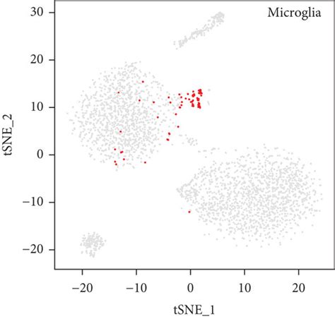 Analysis Of Cell Type Specific Regulation In The Mouse Brain