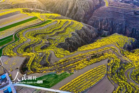 Forsythia Flowers Put A Golden Outfit On The Terraced Fields In