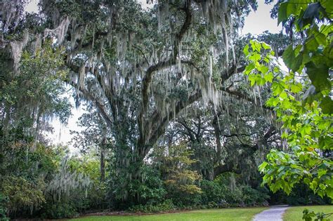 How to Remove Spanish Moss from Trees | McCullough Tree Service